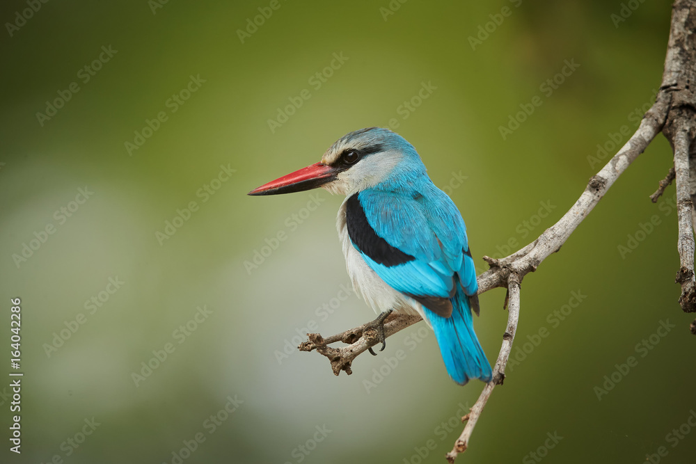 Obraz premium Close-up, isolated Woodland kingfisher, Halcyon senegalensis, african bright blue colored kingfisher perched on twig against green, blurred background. Side view, South Africa, Kruger park.