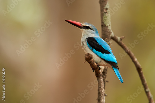 Close-up, isolated Woodland kingfisher, Halcyon senegalensis, african bright blue colored kingfisher perched on twig against green, blurred background. Side view, South Africa, Kruger park. © Martin Mecnarowski