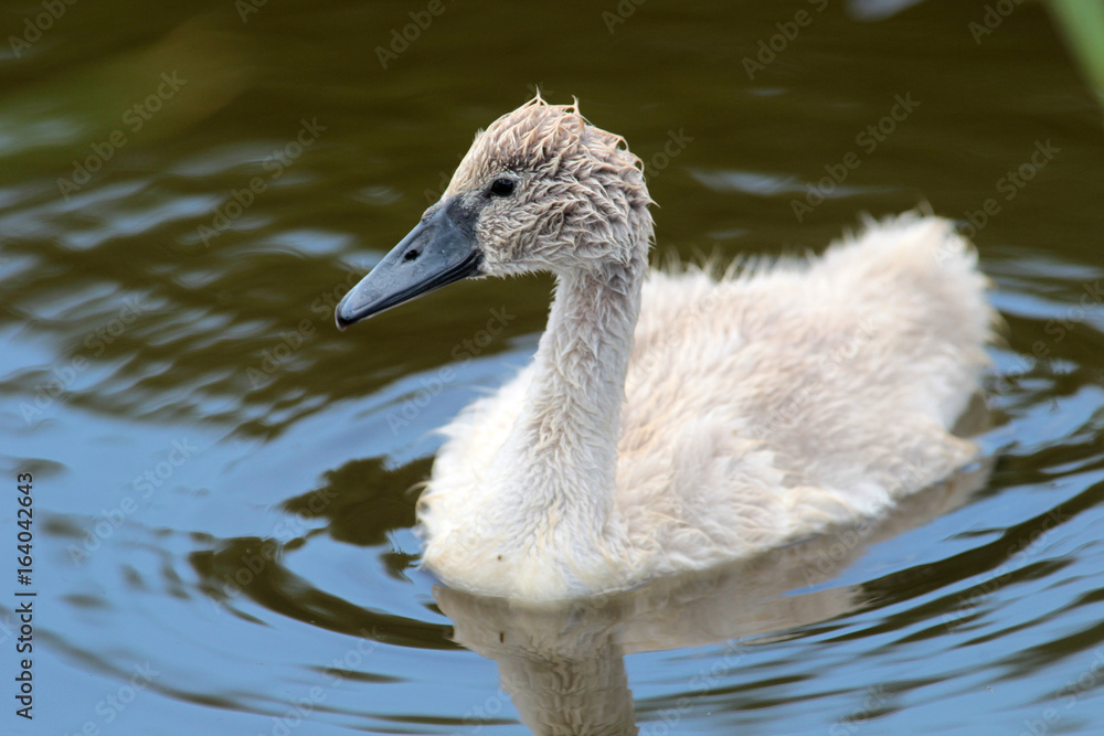 Young Mute Swan (Cygnus olor) cygnet.