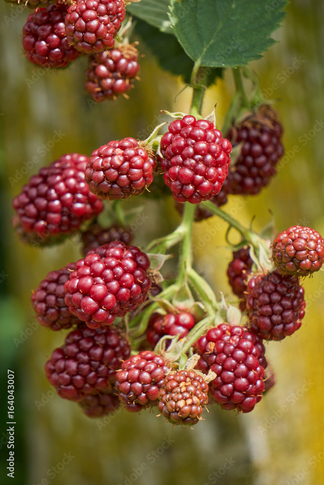 ripe blackberry on branch ripe blackberry on branch