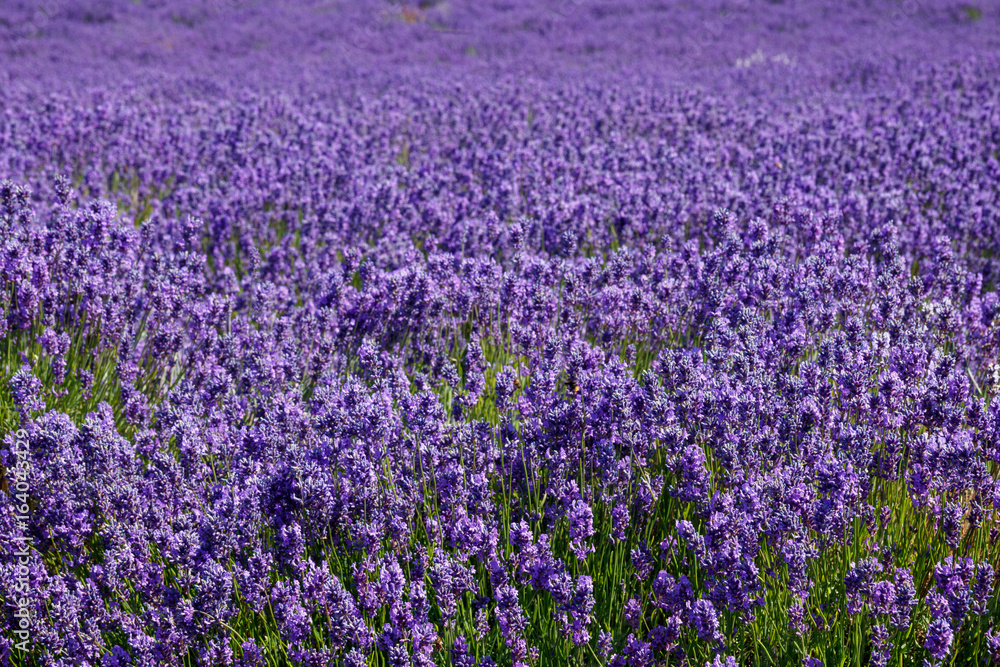 Obraz premium The lavender farm in the summertime.