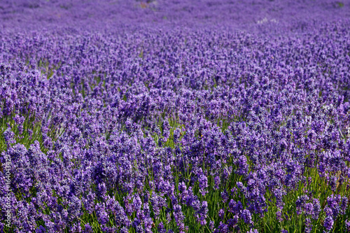 The lavender farm in the summertime.
