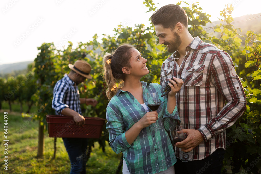 Obraz premium People harvesting grapes at winegrower vineyard