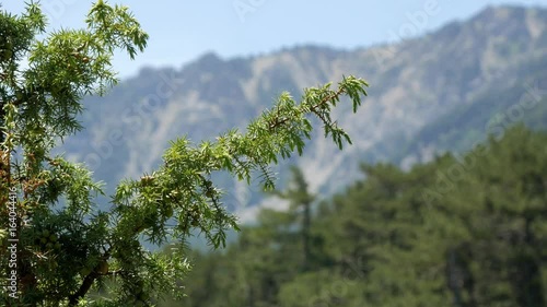 branch of juniper against a background of a mountain landscape photo