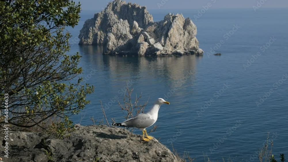 Gull sits on the coastal rock on the background of the sea on a bright sunny day Gull sits on the coastal rock on the background of the sea on a bright sunny day