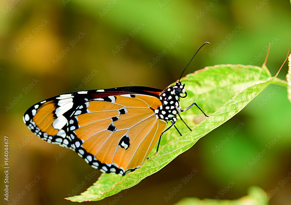 Obraz premium Butterfly on green leavess in the garden