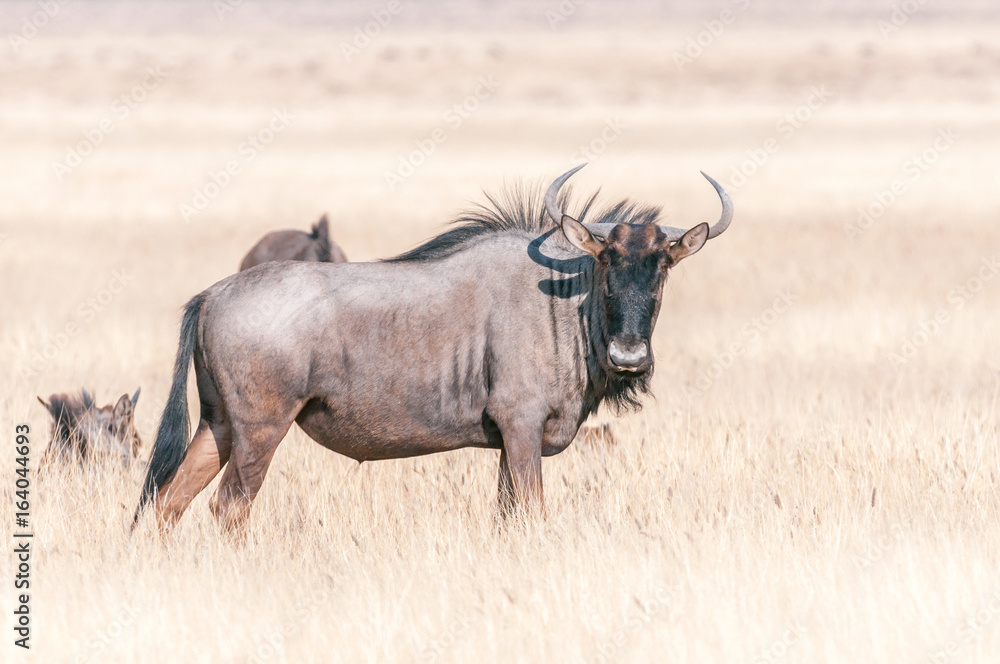 Obraz premium Blue wildebeest looking towards the camera