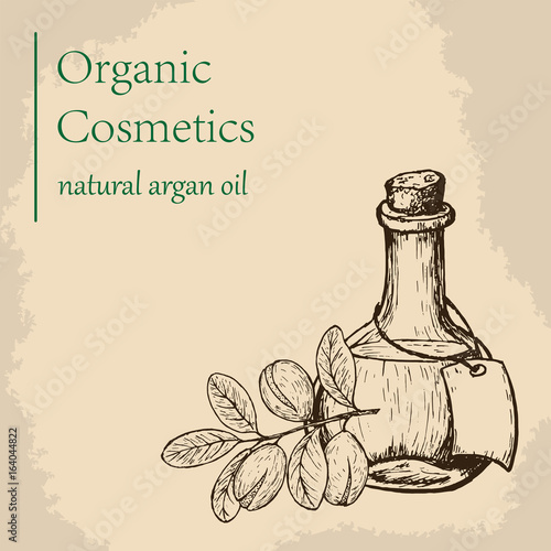 Argan oil and fruit. Vector illustration. Engraving style illustration