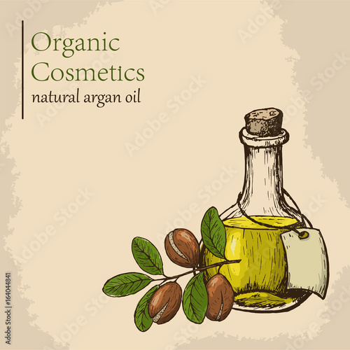 Argan oil and fruit. Vector illustration. Engraving style illustration