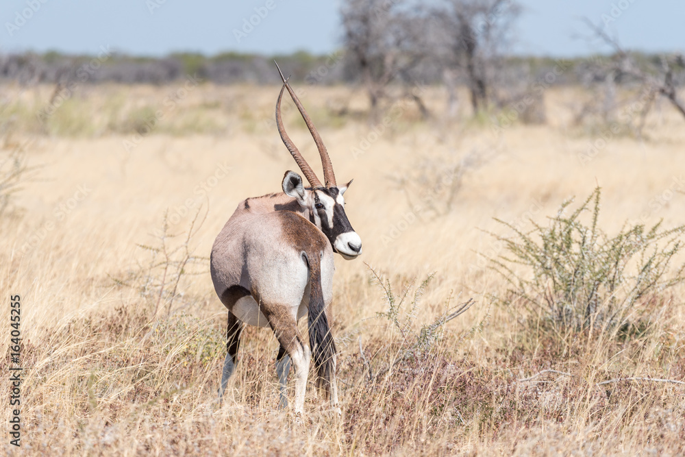 Oryx, also called gemsbok, with a deformed horn Oryx, also called gemsbok, with a deformed horn
