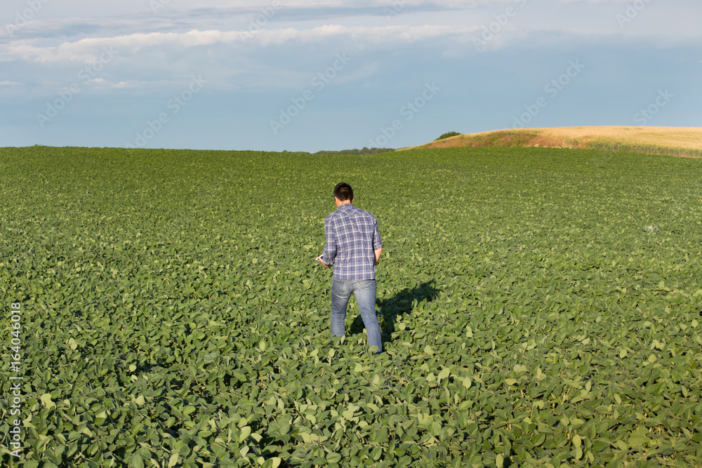Farmer walking in soybean field Farmer walking in soybean field