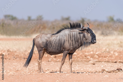 Blue wildebeest walking
