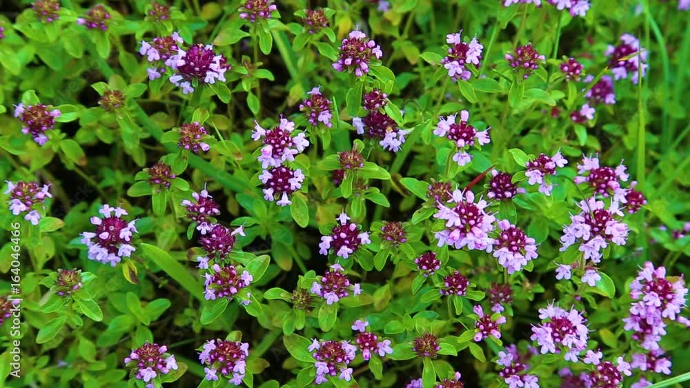 Closeup top view of thyme purple flowers growing in countryside meadow. Real time full hd video footage. Closeup top view of thyme purple flowers growing in countryside meadow. Real time full hd video footage.