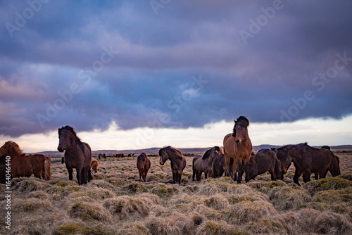 Island Pferde photo