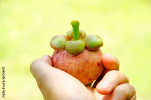 Stock Photo - Fresh mangosteen fruit on hand