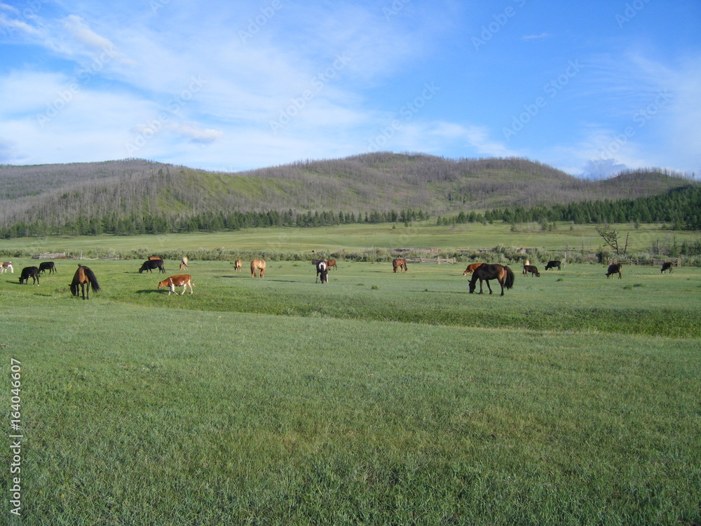 Mongolie Mongolie