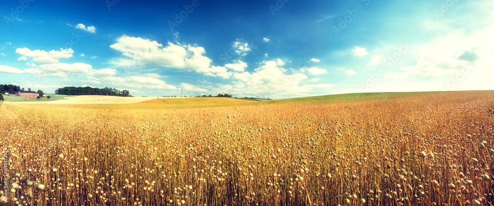 Agricultural landscape with flax seed field. Nature background - obrazy, fototapety, plakaty 
