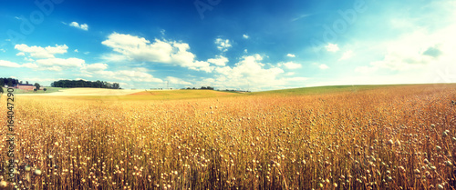 Agricultural landscape with flax seed field. Nature background