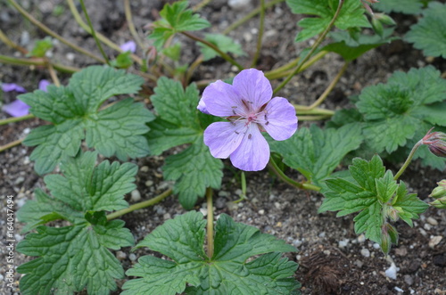 Fototapeta Naklejka Na Ścianę i Meble -  Бледно-розовые цветки герани скальной Geranium saxatile