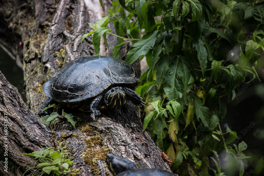 Obraz premium Schildkröte