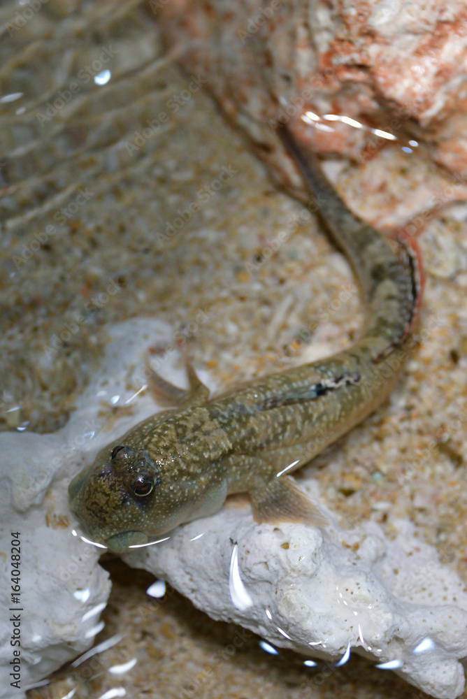 mud skipper mud skipper