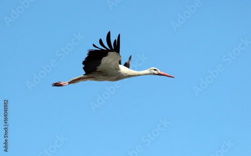 White stork (ciconia ciconia) flying.