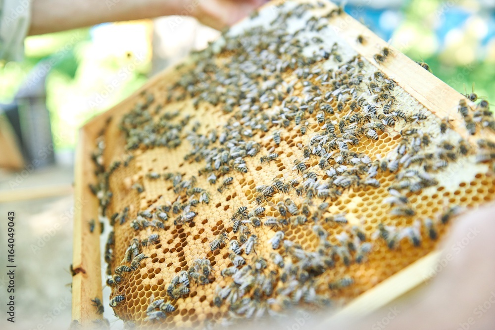 Close up of a beekeeper working in his apiary holding honeycomb from a beehive beekeeping profession occupation natural producing organic food honey concept. Close up of a beekeeper working in his apiary holding honeycomb from a beehive beekeeping profession occupation natural producing organic food honey concept.