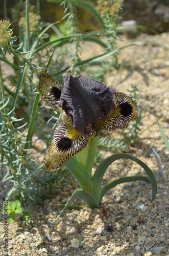 Fototapeta Naklejka Na Ścianę i Meble -  Желтый и пурпурный ирис Iris sari