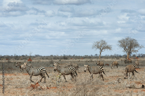 Group of zebras moving in savanna.