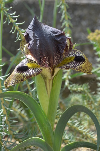 Fototapeta Naklejka Na Ścianę i Meble -  Желтый и пурпурный ирис Iris sari