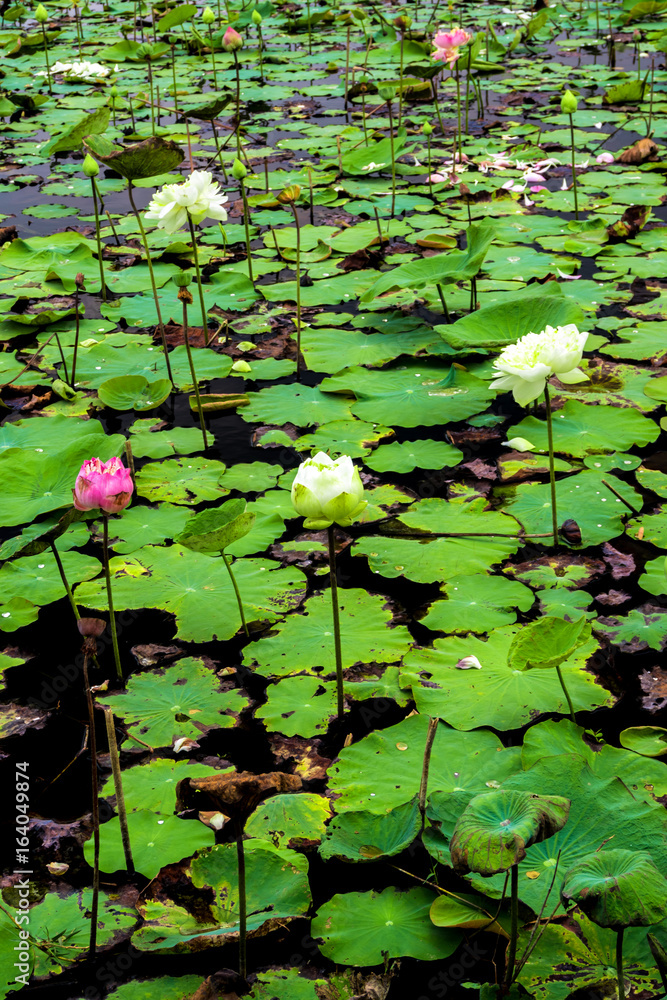 Freshness lotus and wilted leaves in the field Freshness lotus and wilted leaves in the field