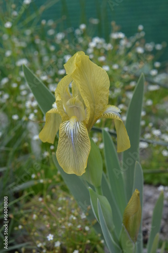 Fototapeta Naklejka Na Ścianę i Meble -  Бледно-желтый с лиловой штриховкой ирис Шахта Iris schachtii