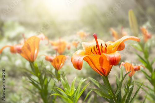 Fototapeta Naklejka Na Ścianę i Meble -  Fiery Lily