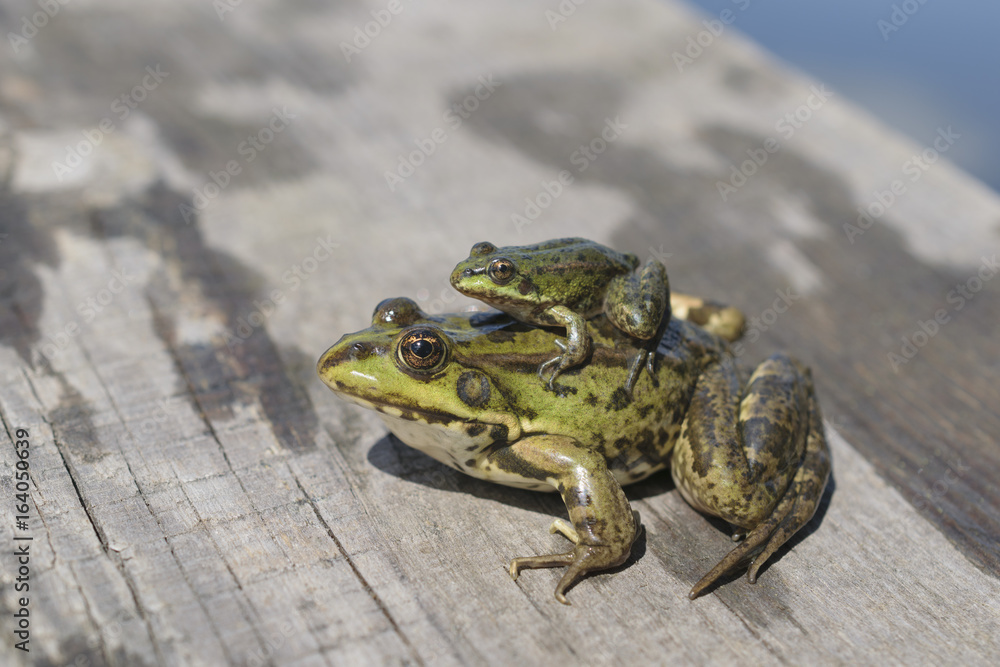 Fototapeta premium Girlfriend's frogs