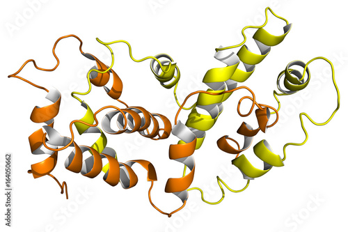 Interferon gamma, cartoon model. Interferons are proteins released by cells in presence of pathogens, often used in cancer and antiviral therapy.