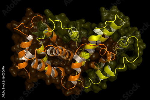 Interferon gamma, cartoon model. Interferons are proteins released by cells in presence of pathogens, often used in cancer and antiviral therapy.