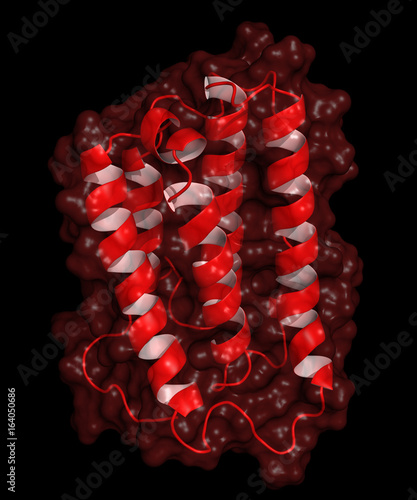 Fotografie Interferon alpha structure, cartoon model with semi-transparent surface