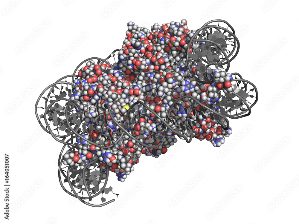 Nucleosome is a basic unit of DNA packaging in eukaryotic cells, with ...