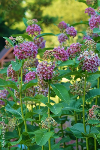 Asclepias syriaca ,Milkweed American
 photo