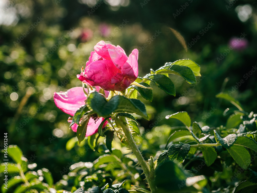 Wild flowers blooming in a rural place in Denmark