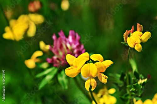 Lotus corniculatus