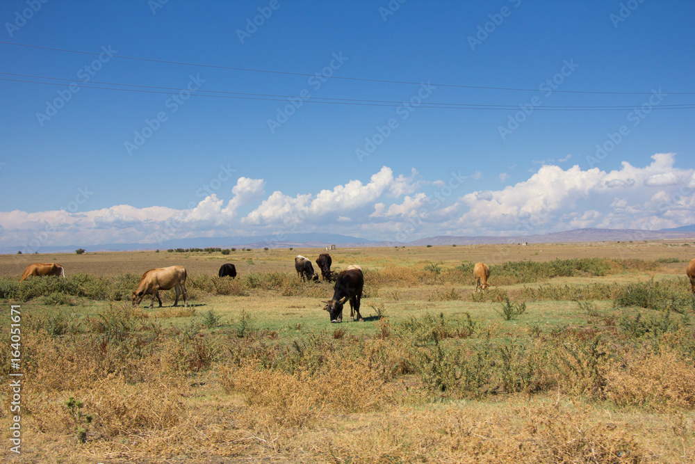 Desert landscape. Blue sky with white clouds. Summer steppe landscape. Hot desert with mountains view. Cows grazing. Desert landscape. Blue sky with white clouds. Summer steppe landscape. Hot desert with mountains view. Cows grazing.