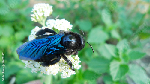 The violet carpenter bee (Xylocopa violacea, Xylocopa iris bee, Xylocopa pavalga)