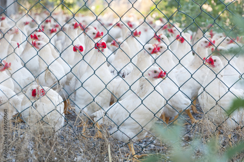 hens in a cage on a poultry farm