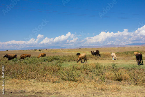 Desert landscape. Blue sky with white clouds. Summer steppe landscape. Hot desert with mountains view. Cows grazing. © Avgustus