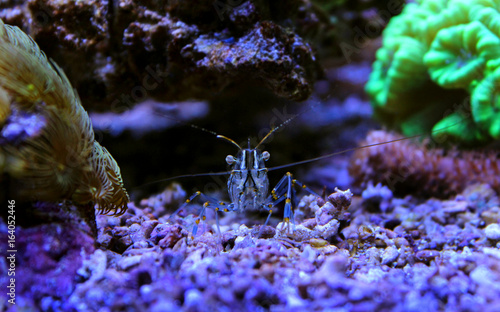 Palaemon elegans, Mediterranean shrimp