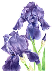 Papier peint photo Iris Iris aquarelle dessinés à la main  © Marina Gorskaya
