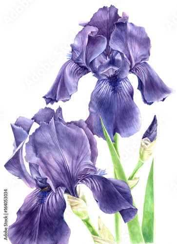 Hand drawn watercolor iris flowers