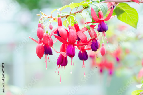Fotografia Red fuchsia flower decorative in a garden