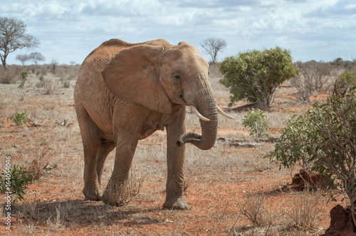 Single female elephant walking in savanna.